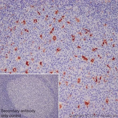 Immunohistochemistry (Formalin/PFA-fixed paraffin-embedded sections) - Anti-CD68 antibody [EPR20545] - BSA and Azide free (AB227458)