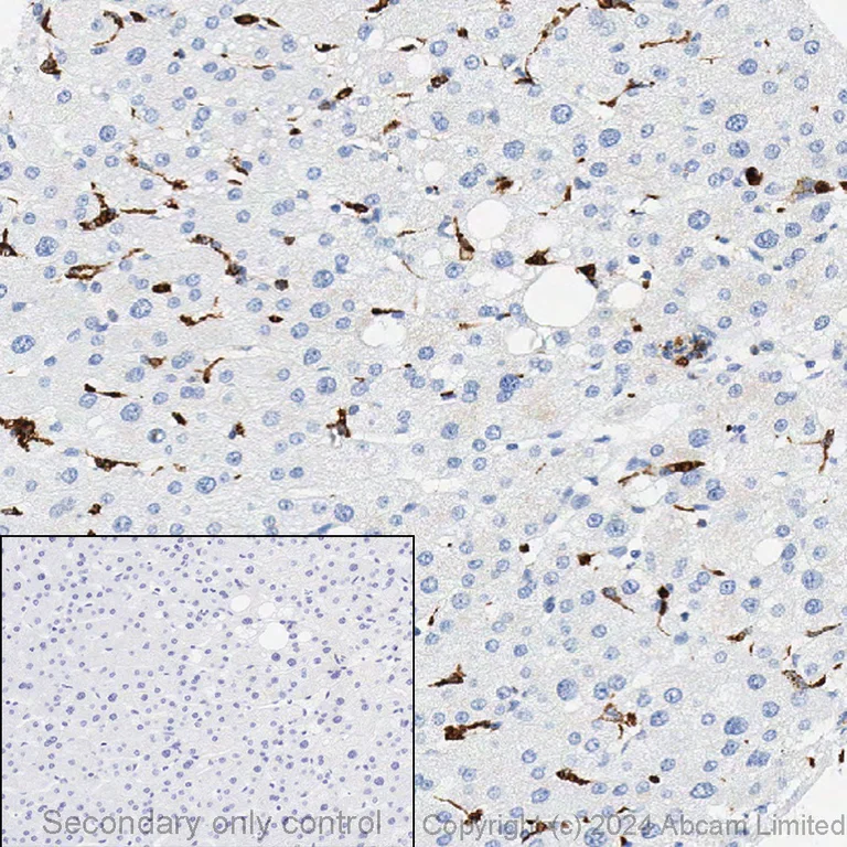 Immunohistochemistry (Formalin/PFA-fixed paraffin-embedded sections) - Anti-CD68 antibody [EPR20545] - BSA and Azide free (AB227458)