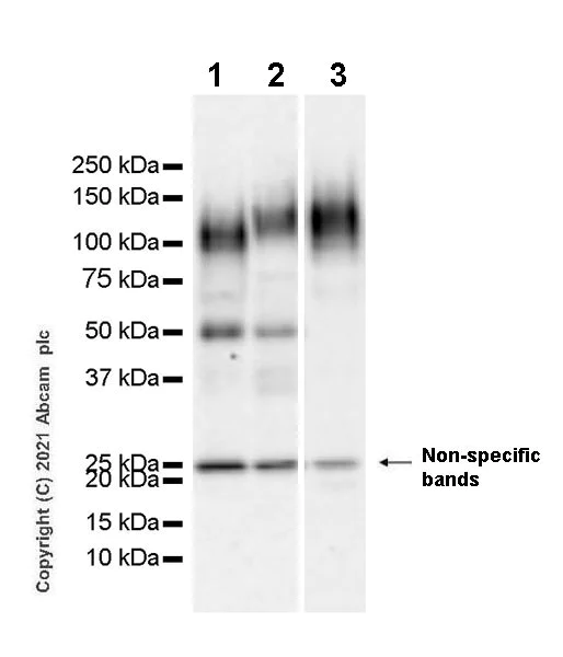 Western blot - Anti-CD68 antibody [EPR20545] - Goat IgG (Chimeric) - BSA and Azide free (AB289677)