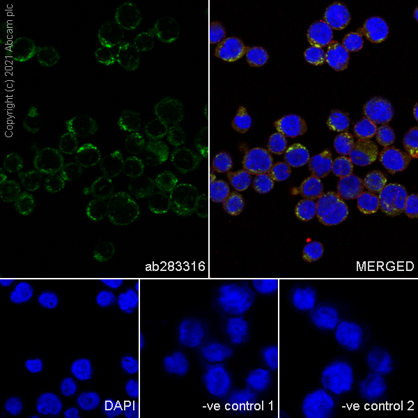 Immunocytochemistry/ Immunofluorescence - Anti-CD68 antibody [EPR20545] - Mouse IgG1 (Chimeric) (AB283316), expandable thumbnail