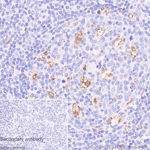 Immunohistochemistry (Formalin/PFA-fixed paraffin-embedded sections) - Anti-CD68 antibody [EPR20545] - Mouse IgG1 (Chimeric) (AB283316), expandable thumbnail