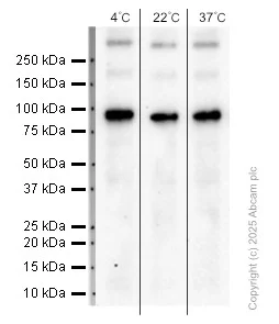 Western blot - Anti-CD68 antibody [EPR23917-164] (AB283654)