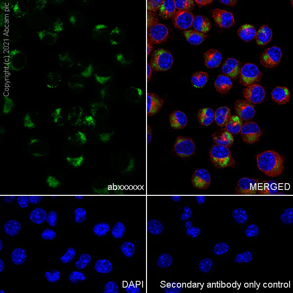 Immunocytochemistry/ Immunofluorescence - Anti-CD68 antibody [EPR23917-164] - BSA and Azide free (AB283667)