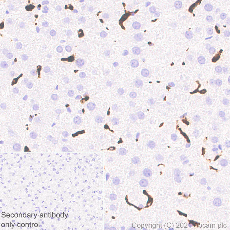 Immunohistochemistry (Formalin/PFA-fixed paraffin-embedded sections) - Anti-CD68 antibody [EPR23917-164] - BSA and Azide free (AB283667)