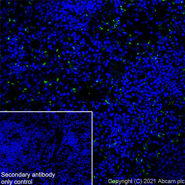 Immunohistochemistry (Frozen sections) - Anti-CD68 antibody [EPR23917-164] - BSA and Azide free (AB283667)