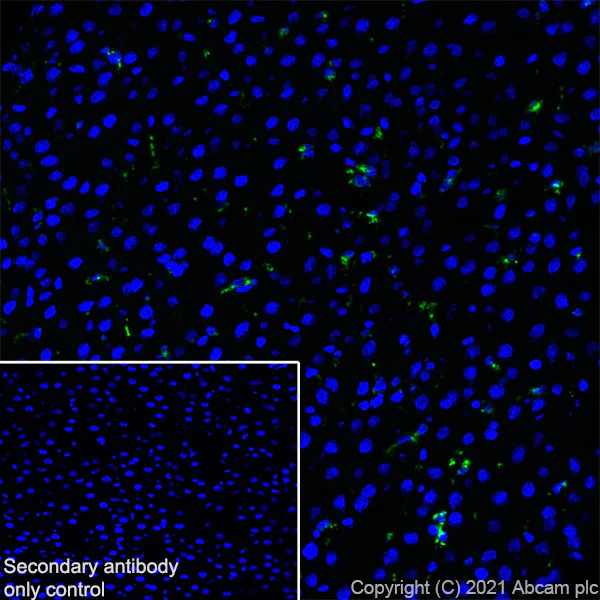Immunohistochemistry (Frozen sections) - Anti-CD68 antibody [EPR23917-164] - BSA and Azide free (AB283667)