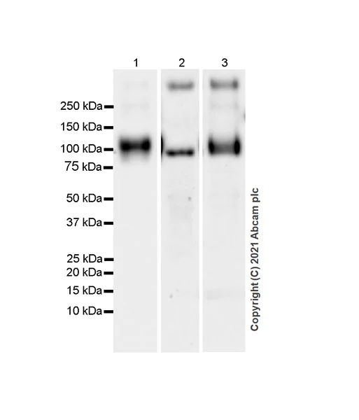 Western blot - Anti-CD68 antibody [EPR23917-164] - BSA and Azide free (AB283667)