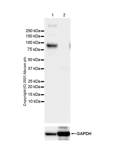 Western blot - Anti-CD68 antibody [EPR23917-164] - BSA and Azide free (AB283667)