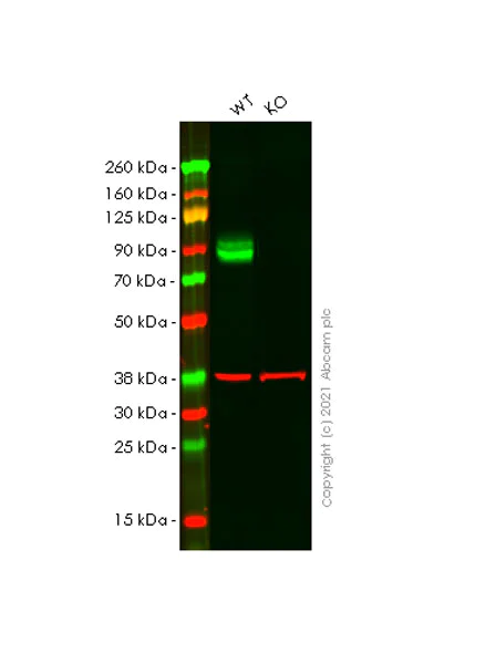 Western blot - Anti-CD68 antibody [EPR23917-164] - BSA and Azide free (AB283667)