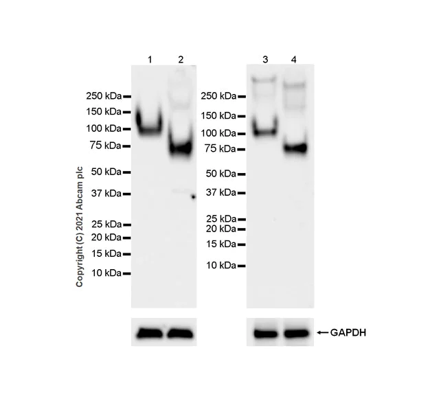 Western blot - Anti-CD68 antibody [EPR23917-164] - BSA and Azide free (AB283667)