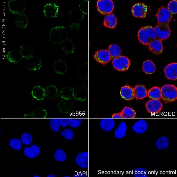Immunocytochemistry/ Immunofluorescence - Anti-CD68 antibody [KP1] (AB955), expandable thumbnail
