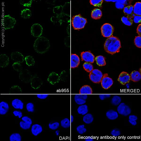 Immunocytochemistry/ Immunofluorescence - Anti-CD68 antibody [KP1] - BSA and Azide free (AB233172)