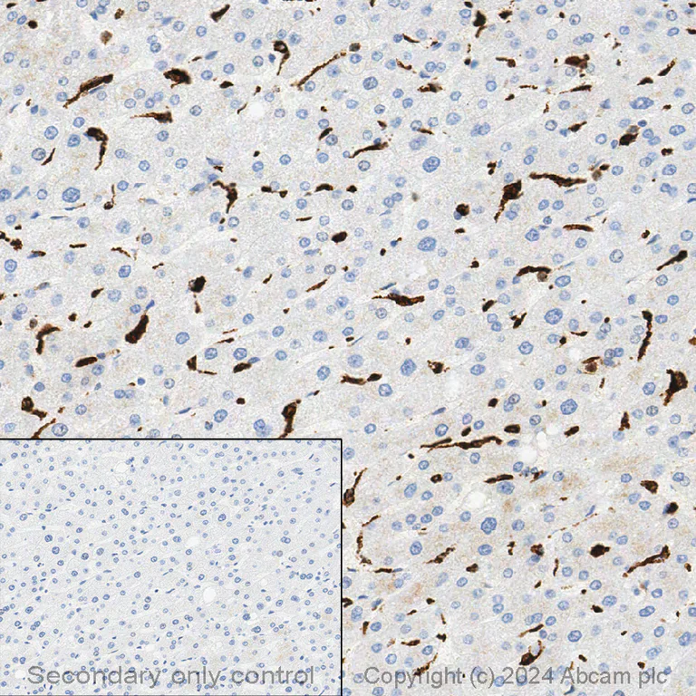 Immunohistochemistry (Formalin/PFA-fixed paraffin-embedded sections) - Anti-CD68 antibody [KP1] - BSA and Azide free (AB233172)