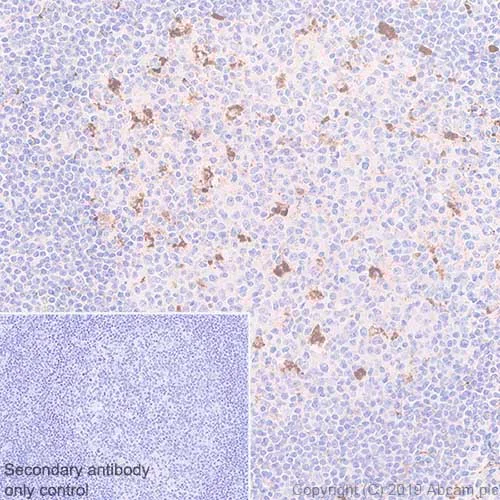 Immunohistochemistry (Formalin/PFA-fixed paraffin-embedded sections) - Anti-CD68 antibody [KP1] - BSA and Azide free (AB233172)