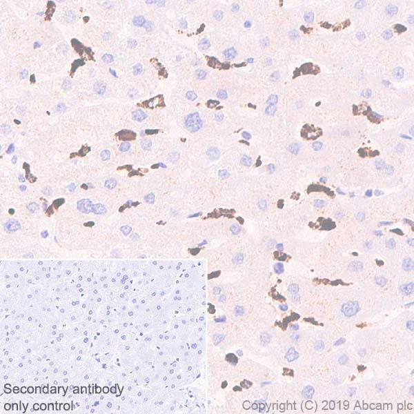 Immunohistochemistry (Formalin/PFA-fixed paraffin-embedded sections) - Anti-CD68 antibody [KP1] - BSA and Azide free (AB233172)