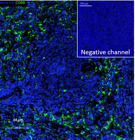 Mass Cytometry - Anti-CD68 antibody [KP1] - BSA and Azide free (AB233172)
