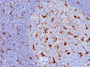 Immunohistochemistry (Formalin/PFA-fixed paraffin-embedded sections) - Anti-CD68 antibody [KP1 + C68/684] (AB199000)