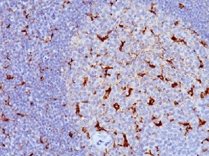 Immunohistochemistry (Formalin/PFA-fixed paraffin-embedded sections) - Anti-CD68 antibody [KP1 + C68/684] - BSA and Azide free (AB213099)