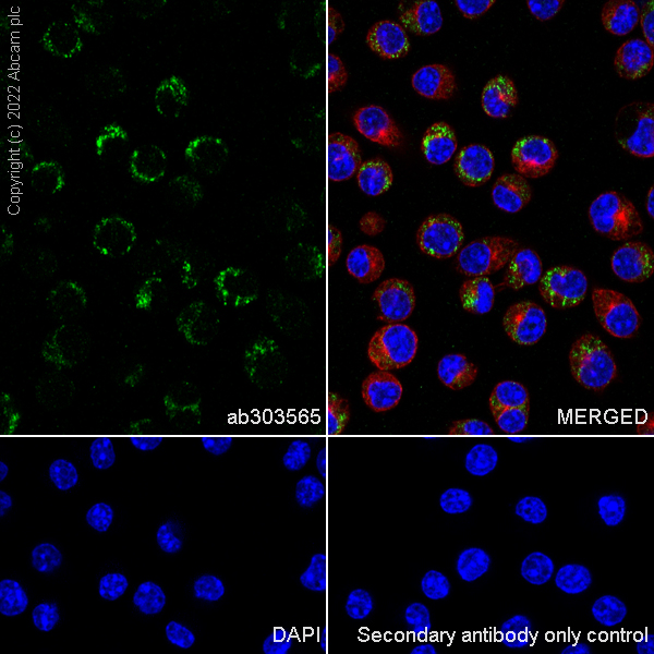 Immunocytochemistry/ Immunofluorescence - Anti-CD68 antibody [RM1031] - BSA and Azide free (ab303566), expandable thumbnail