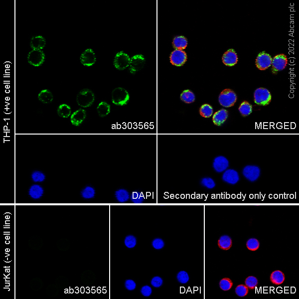 Immunocytochemistry/ Immunofluorescence - Anti-CD68 antibody [RM1031] - BSA and Azide free (ab303566), expandable thumbnail