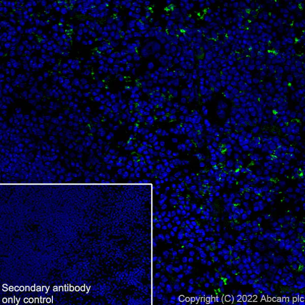 Immunohistochemistry (Frozen sections) - Anti-CD68 antibody [RM1031] - BSA and Azide free (AB303566)