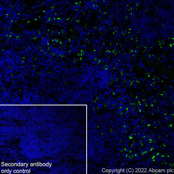 Immunohistochemistry (Frozen sections) - Anti-CD68 antibody [RM1031] - BSA and Azide free (AB303566)