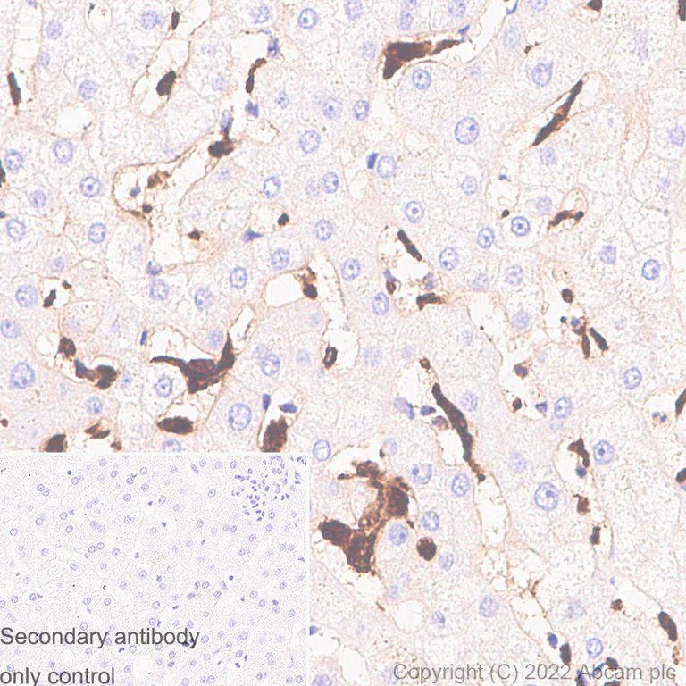 Immunohistochemistry - Anti-CD68 antibody [RM1031] - BSA and Azide free (AB303566)