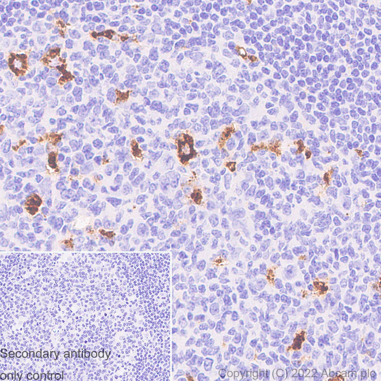 Immunohistochemistry - Anti-CD68 antibody [RM1031] - BSA and Azide free (AB303566)