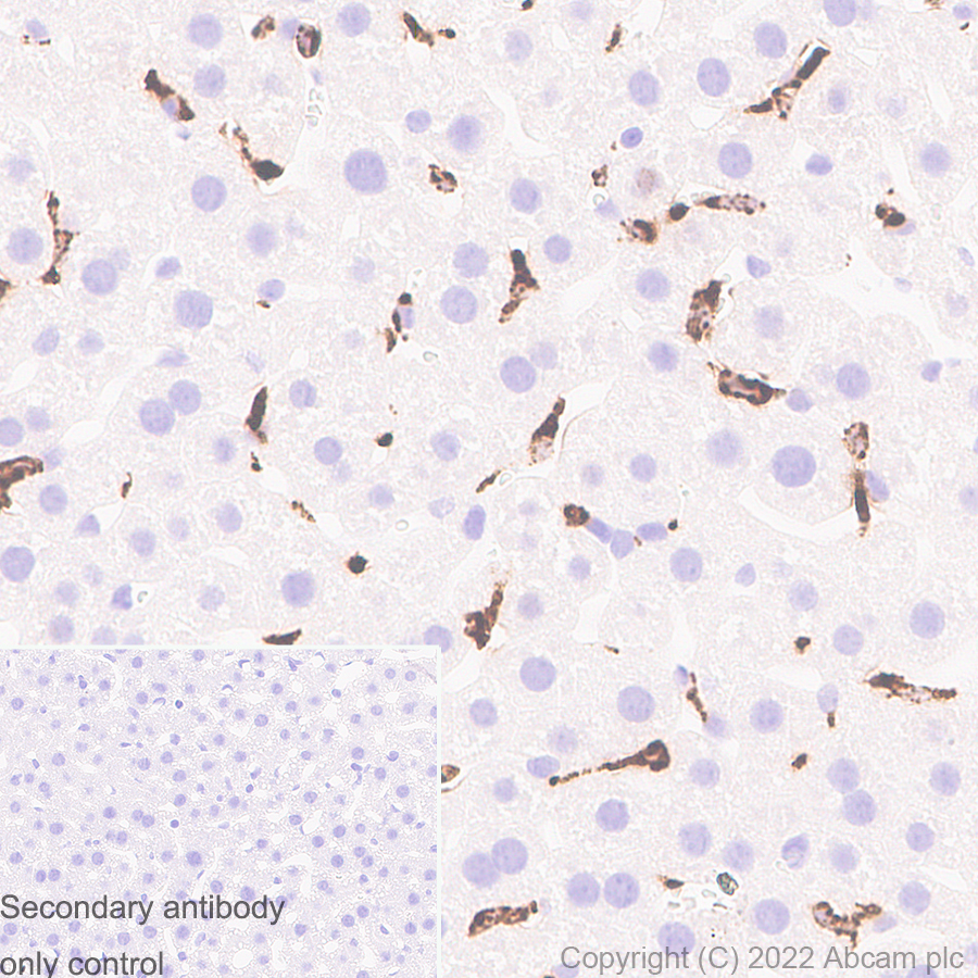 Immunohistochemistry - Anti-CD68 antibody [RM1031] - BSA and Azide free (AB303566), expandable thumbnail