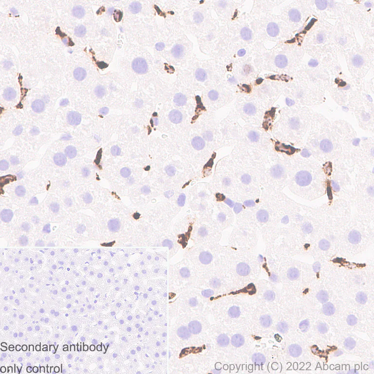 Immunohistochemistry - Anti-CD68 antibody [RM1031] - BSA and Azide free (AB303566)