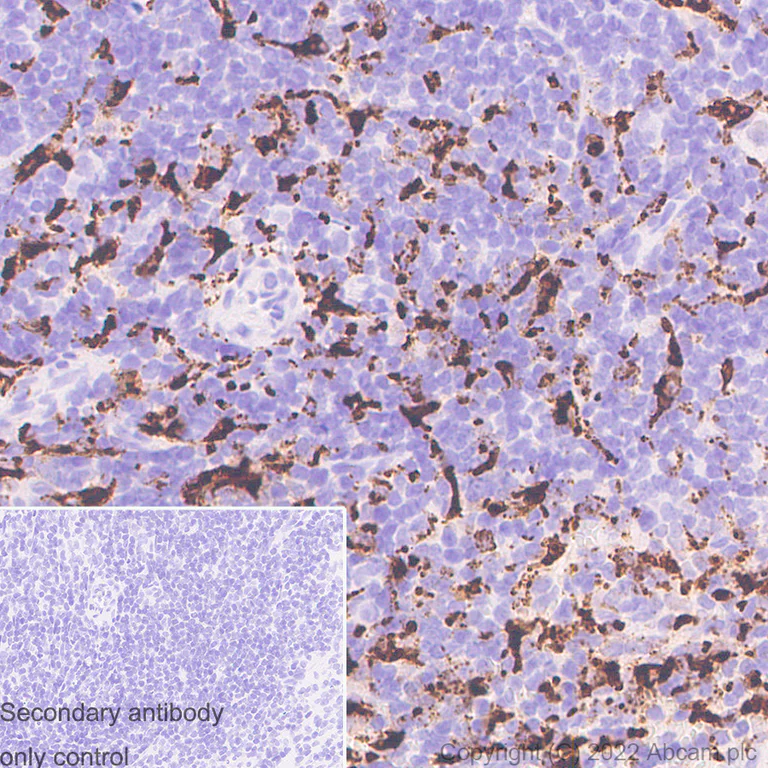 Immunohistochemistry - Anti-CD68 antibody [RM1031] - BSA and Azide free (AB303566)