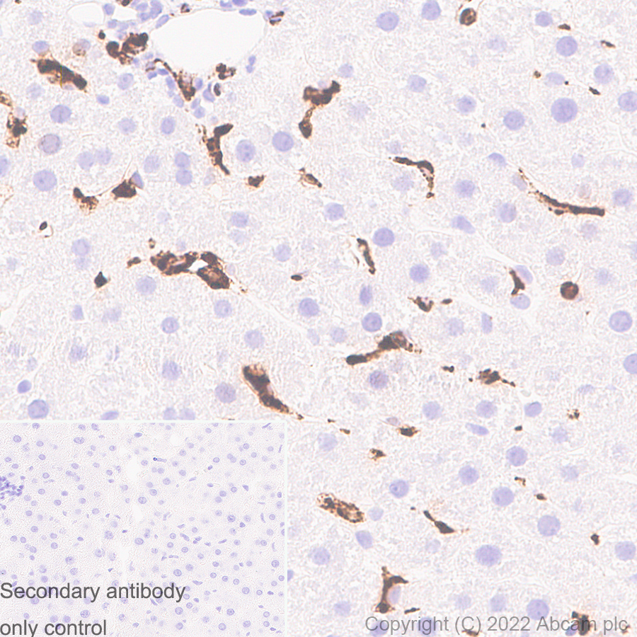 Immunohistochemistry - Anti-CD68 antibody [RM1031] - BSA and Azide free (AB303566), expandable thumbnail