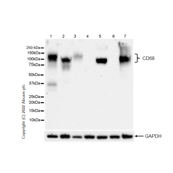 Western blot - Anti-CD68 antibody [RM1031] - BSA and Azide free (ab303566), expandable thumbnail