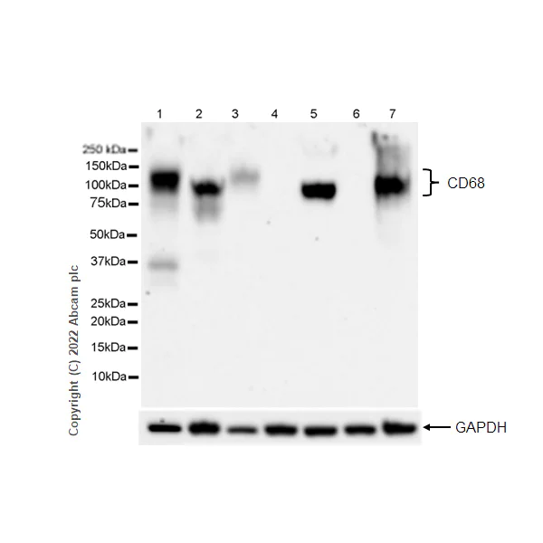 Western blot - Anti-CD68 antibody [RM1031] - BSA and Azide free (AB303566)