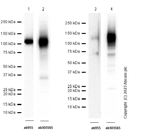 Western blot - Anti-CD68 antibody [RM1031] - BSA and Azide free (AB303566)