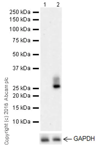 Western blot - Anti-CD69 antibody [EPR21811] (AB233395)