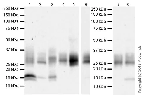 Western blot - Anti-CD69 antibody [EPR21814] (AB233396)