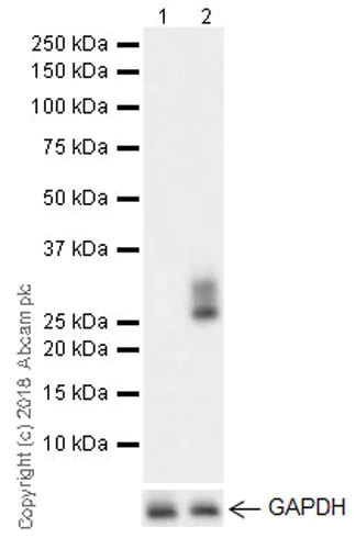 Western blot - Anti-CD69 antibody [EPR21814] (AB233396)