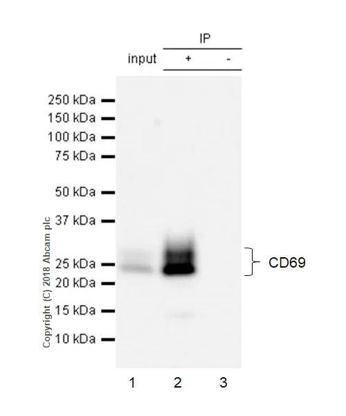 Immunoprecipitation - Anti-CD69 antibody [EPR21814] - BSA and Azide free (AB234512)