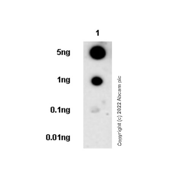 Dot Blot - Anti-CD69 antibody [EPR25398-81] (ab307081), expandable thumbnail