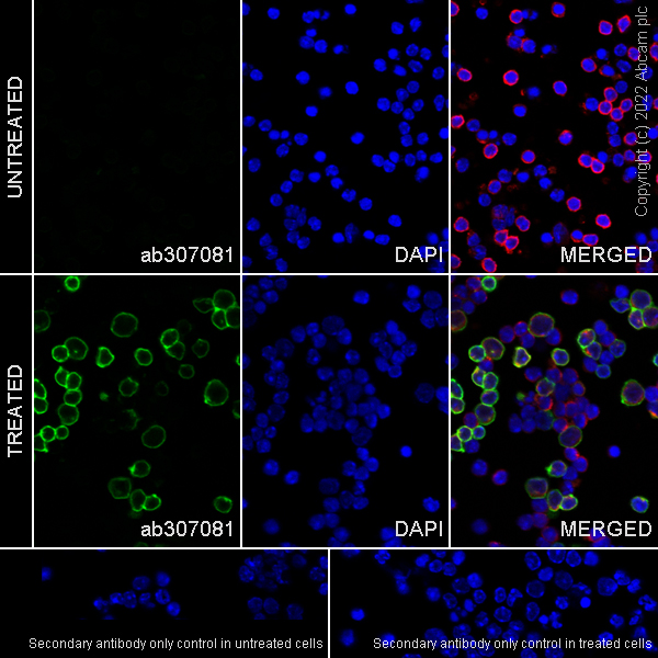 Immunocytochemistry/ Immunofluorescence - Anti-CD69 antibody [EPR25398-81] (AB307081), expandable thumbnail