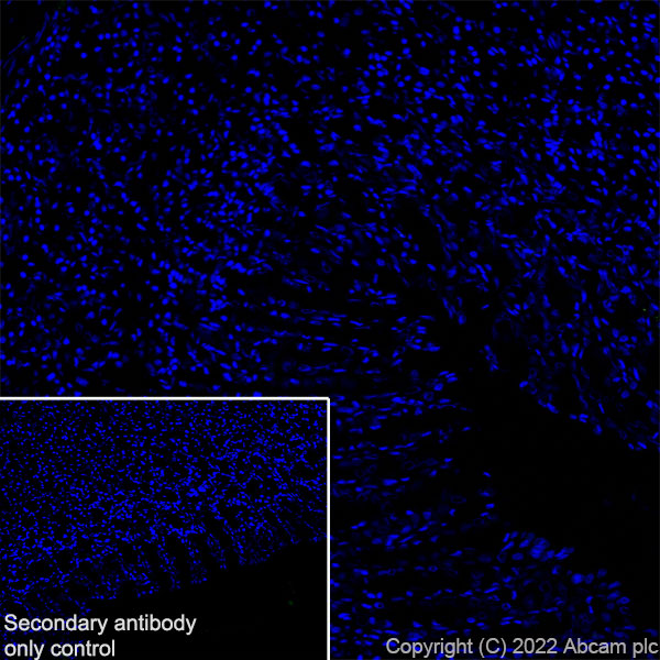 Immunohistochemistry (Frozen sections) - Anti-CD69 antibody [EPR25398-81] (AB307081), expandable thumbnail