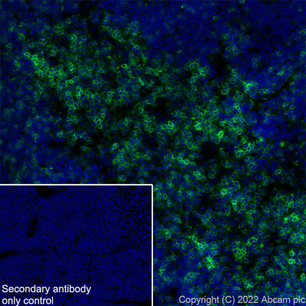 Immunohistochemistry (Frozen sections) - Anti-CD69 antibody [EPR25398-81] (AB307081), expandable thumbnail