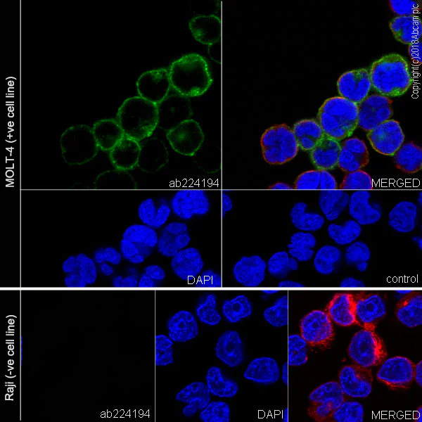 Immunocytochemistry/ Immunofluorescence - Anti-CD7 antibody [EPR22065] (AB224194)