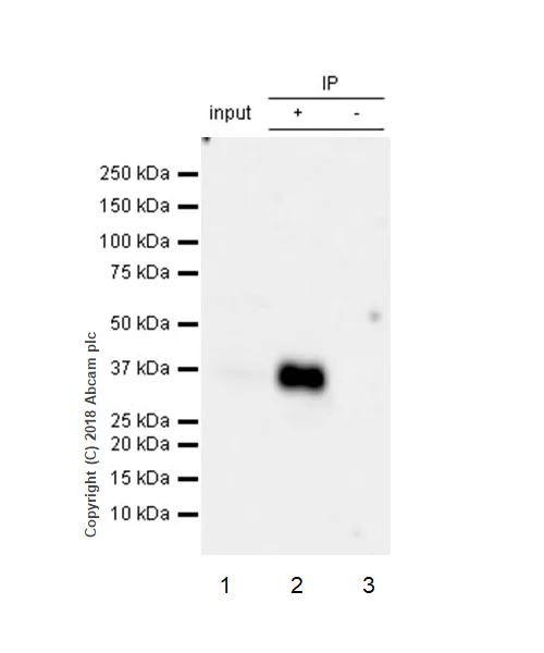 Immunoprecipitation - Anti-CD7 antibody [EPR22065] (AB224194)