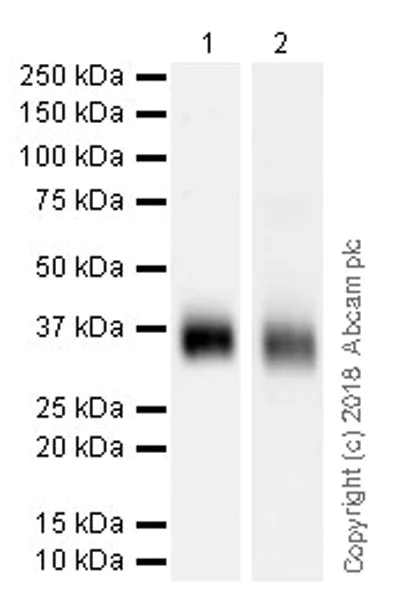 Western blot - Anti-CD7 antibody [EPR22065] (AB224194)