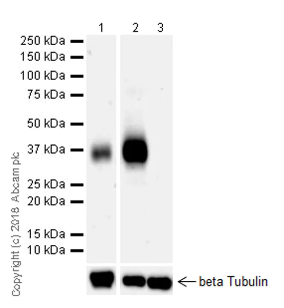 Western blot - Anti-CD7 antibody [EPR22065] (AB224194)