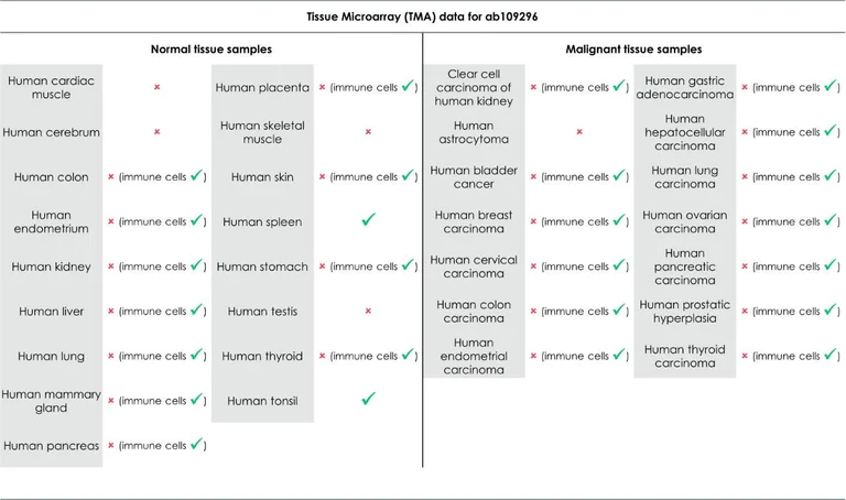 Immunohistochemistry (Formalin/PFA-fixed paraffin-embedded sections) - Anti-CD7 antibody [EPR4242] (AB109296)