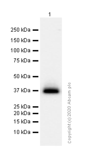 Western blot - Anti-CD7 antibody [EPR4242] (AB109296), expandable thumbnail