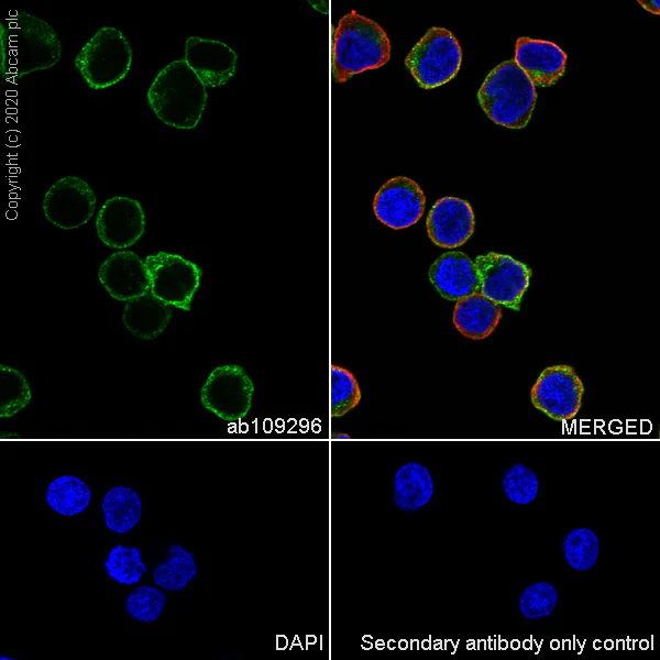 Immunocytochemistry/ Immunofluorescence - Anti-CD7 antibody [EPR4242] - BSA and Azide free (AB230834)
